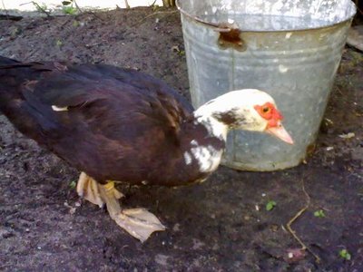 100520121036.jpg (52.5 KiB) Osservato 1957 volte 100520121036.jpg