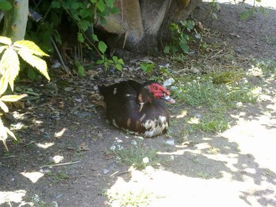 100520121023.jpg (70.71 KiB) Osservato 1957 volte 100520121023.jpg