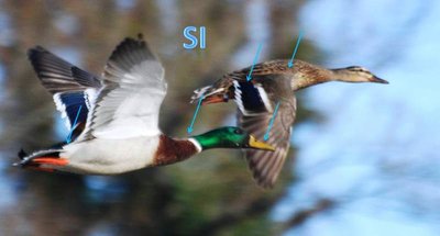 Maschio e femmina in volo. La femmina di Germano Reale ha l'ala uguale al maschio, grigia rispetto al corpo tendenzialmente marrone, e lo specchio alare in entrambe i sessi è blu/viola! Non azzurrino, o celestino sfumato di qualsiasi altro colore, ma Blu! / Diapositiva4.JPG Diapositiva4.JPG