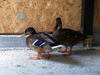 Qui si vede la tipica forma del Germano Reale. In posizione a riposo sembra che tenga il collo piegato sul dorso perche' appoggia il becco sul petto che risulta molto molto pronunciato sia nei maschi sia nelle femmine. / Diapositiva15.JPG Diapositiva15.JPG