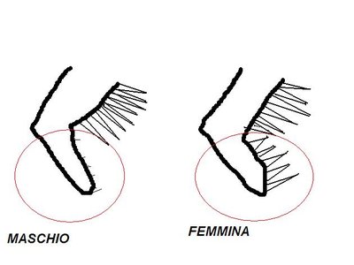 ALA.jpg (31.45 KiB) Osservato 3605 volte ALA.jpg