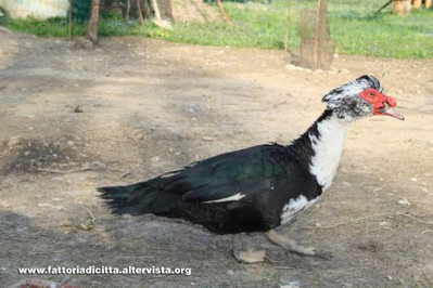 anatramuta-e1325103201614.jpg (129.11 KiB) Osservato 5164 volte anatramuta-e1325103201614.jpg