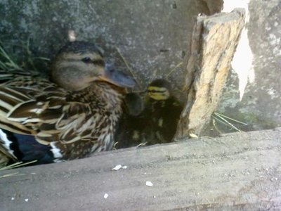 150620121227.jpg (48.33 KiB) Osservato 1492 volte 150620121227.jpg