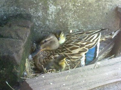 150620121235.jpg (56.19 KiB) Osservato 1492 volte 150620121235.jpg