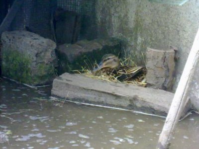 120620121193.jpg (42.93 KiB) Osservato 1492 volte 120620121193.jpg