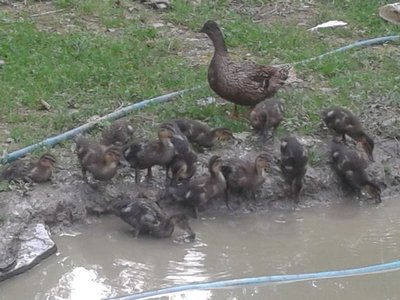 2013-06-09 19.38.00.jpg (127.48 KiB) Osservato 531 volte 2013-06-09 19.38.00.jpg