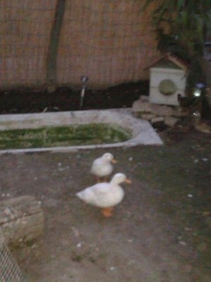 1002278_10200165478013886_242987271_n.jpg (29.43 KiB) Osservato 704 volte 1002278_10200165478013886_242987271_n.jpg