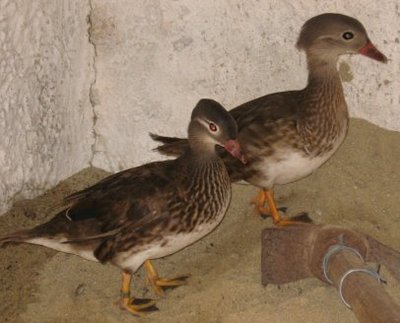 Img_0560 pic.jpg (27.99 KiB) Osservato 780 volte Img_0560 pic.jpg