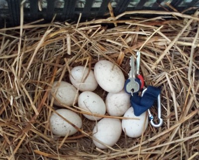 uova carolina.jpg (148.65 KiB) Osservato 616 volte uova carolina.jpg