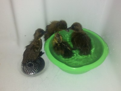 IMG_20140801_153012.jpg (90.35 KiB) Osservato 770 volte IMG_20140801_153012.jpg