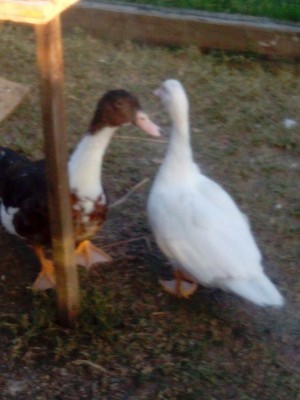 IMG_20140807_193435.jpg (174.52 KiB) Osservato 708 volte IMG_20140807_193435.jpg