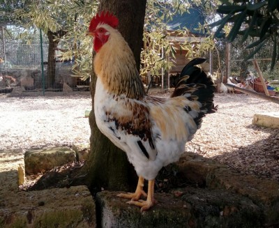 20180204_124519-1.jpg (188.38 KiB) Osservato 1359 volte 20180204_124519-1.jpg