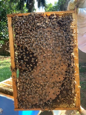 IMG_0532-21-05-21-08-29.jpeg (121.32 KiB) Osservato 1916 volte IMG_0532-21-05-21-08-29.jpeg