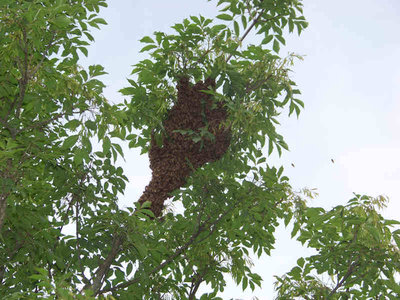 Sciame_Calcinaia_1_03-800x600.jpg (74.28 KiB) Osservato 1192 volte Sciame_Calcinaia_1_03-800x600.jpg