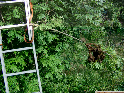 Sciame_Calcinaia_1_05-800x600.jpg (97.86 KiB) Osservato 1192 volte Sciame_Calcinaia_1_05-800x600.jpg