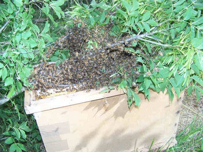 Sciame_Calcinaia_1_08-800x600.jpg (83.03 KiB) Osservato 1192 volte Sciame_Calcinaia_1_08-800x600.jpg