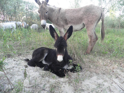 P5200045.jpg (187.93 KiB) Osservato 1226 volte P5200045.jpg