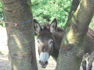 asino.jpg asino.jpg