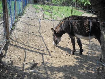 asino1.jpg asino1.jpg