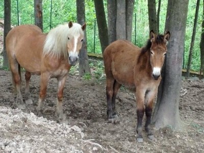 Andrea con Kajal quando aveva un anno / image.jpg image.jpg