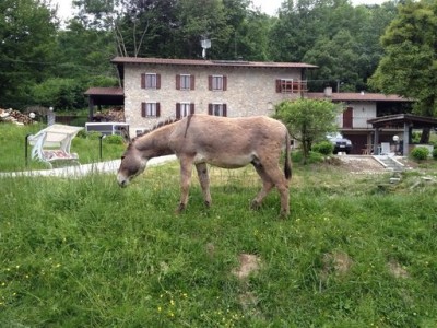 George versione estiva / image.jpg image.jpg