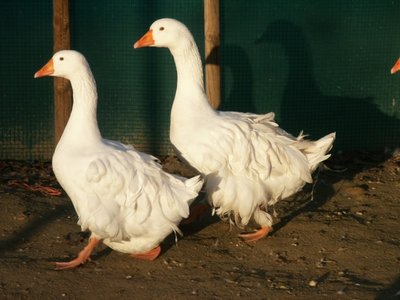 varie 338.jpg (103.06 KiB) Osservato 621 volte varie 338.jpg