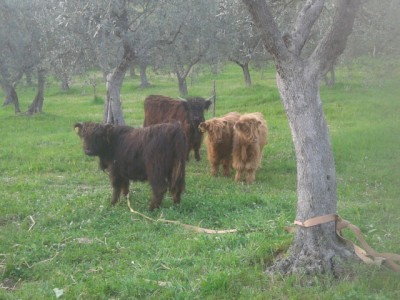 20150419_185633.jpg (198.43 KiB) Osservato 2218 volte 20150419_185633.jpg