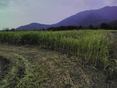 sorgo sfalcio 2.jpg (124.67 KiB) Osservato 2969 volte sorgo sfalcio 2.jpg