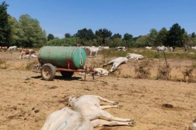 mucche-morte-pascolo.jpg (82.17 KiB) Osservato 2969 volte mucche-morte-pascolo.jpg