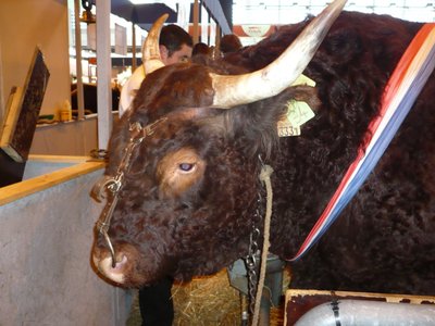 Taureau-salers.jpg (253.18 KiB) Osservato 1081 volte Taureau-salers.jpg