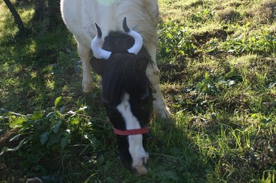 A.jpg (283.17 KiB) Osservato 1105 volte A.jpg