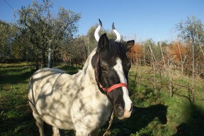 B.jpg (236.99 KiB) Osservato 1104 volte B.jpg