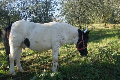 C.jpg (304.38 KiB) Osservato 1102 volte C.jpg