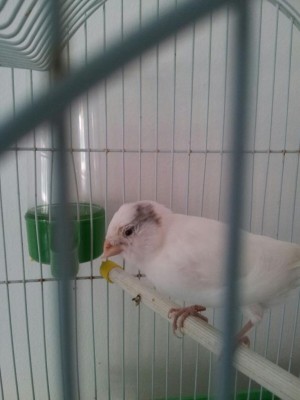 can.jpeg (58.03 KiB) Osservato 2420 volte can.jpeg