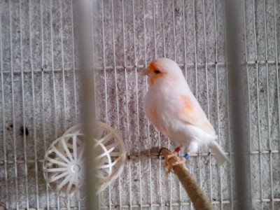 IMG_20150201_130304 - Copia.jpg (100.15 KiB) Osservato 2748 volte IMG_20150201_130304 - Copia.jpg