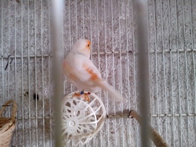 IMG_20150201_130315.jpg (118.23 KiB) Osservato 2748 volte IMG_20150201_130315.jpg