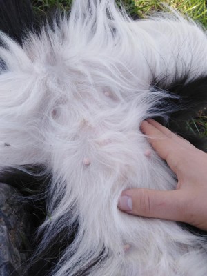 IMG_20200311_140412.jpg (96.02 KiB) Osservato 1659 volte IMG_20200311_140412.jpg