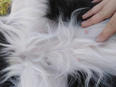 IMG_20200311_140304.jpg (100.49 KiB) Osservato 1659 volte IMG_20200311_140304.jpg