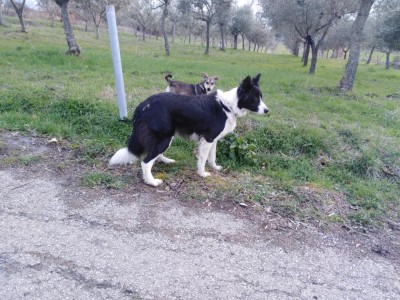 IMG_20200304_164046.jpg (181.01 KiB) Osservato 1659 volte IMG_20200304_164046.jpg