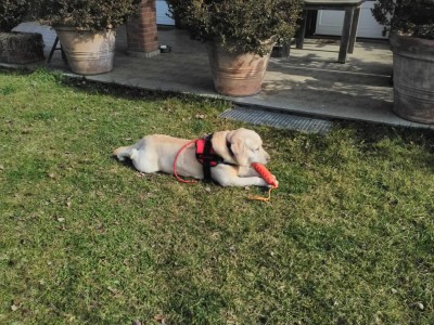 pettorina addestramento.jpg (199.19 KiB) Osservato 3819 volte pettorina addestramento.jpg