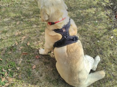 pettorina passeggio.jpg (183.35 KiB) Osservato 3819 volte pettorina passeggio.jpg