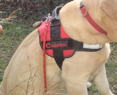 pettorina-dettaglio.jpg (88.39 KiB) Osservato 3819 volte pettorina-dettaglio.jpg