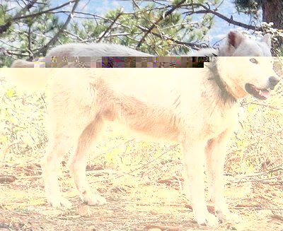 qen stani.jpg (177.85 KiB) Osservato 1413 volte qen stani.jpg