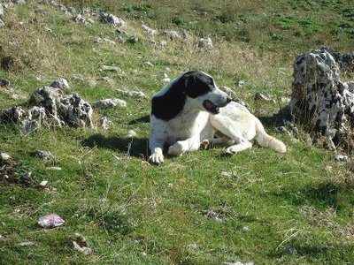 molosso.jpg (81.31 KiB) Osservato 1413 volte molosso.jpg