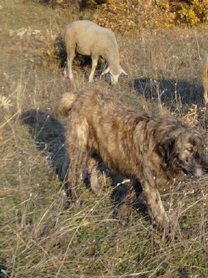 qen (2).jpg (105.51 KiB) Osservato 1413 volte qen (2).jpg