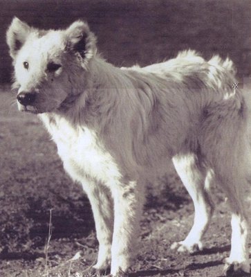 Abruzzese.jpg (132.57 KiB) Osservato 798 volte Abruzzese.jpg