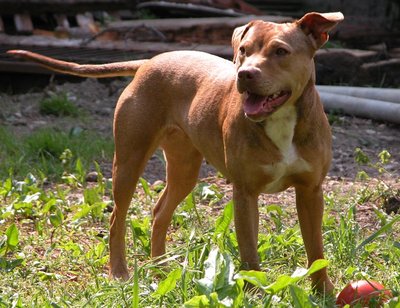 ScreenHunter_40.jpg (125.14 KiB) Osservato 889 volte ScreenHunter_40.jpg