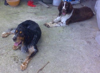 03042010763vg.jpg (67.14 KiB) Osservato 1010 volte 03042010763vg.jpg