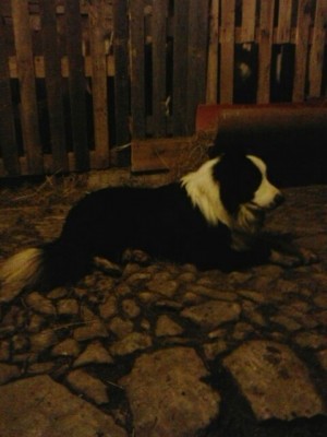 IMG-20141228-WA0021.jpg (37.95 KiB) Osservato 1079 volte IMG-20141228-WA0021.jpg