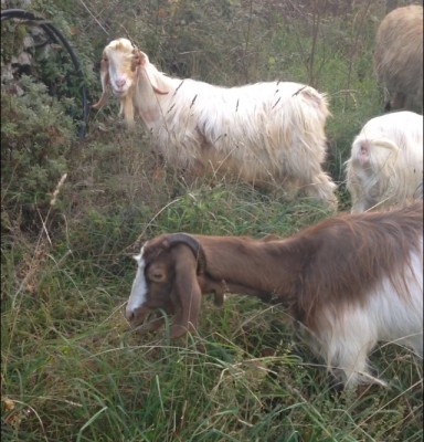 image.jpeg (149 KiB) Osservato 840 volte image.jpeg